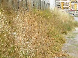 Discerbamento ad Agrigento, botta e risposta Legambiente-Micciché