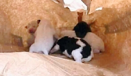 Zafferana, abbandona 14 cuccioli di cane in un sacco di farina: denunciato