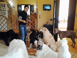 Cani a cinque stelle in Sicilia