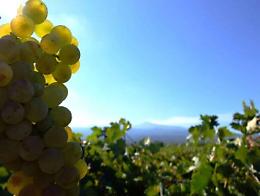Vendemmia 2017 tra le pi&ugrave; scarse del dopoguerra: in Sicilia calo del 30%