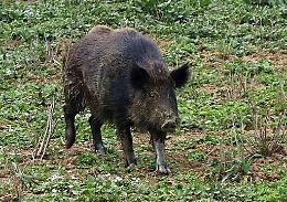 Bivona, cinghiale aggredisce raccoglitore di funghi