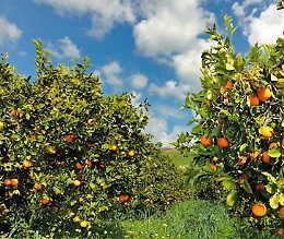 «In arrivo arance bionde spagnole, rischio frodi e pericoli fitosanitari»