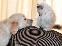 Animali: 60 mln di pet in Italia, mercato food schizza a 2 mld