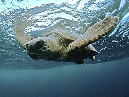 Filicudi, si inaugura
pronto soccorso
per tartarughe marine