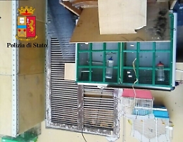 Palermo, sequestrato locale, liberati quattro cardellini