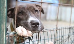 Canile di Palermo, i cani contesi tra timori di adozioni speculative e denunce