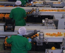 Agrumi, la piazza virtuale per trovare un lavoro vero