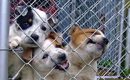 Un canile intercomunale Licata-Palma di Montechiaro