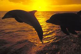 Eolie, stop alla pesca per l'invasione dei delfini: ora si pensa ai dissuasori acustici