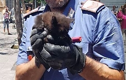 Palermo, carabinieri liberano in gattino intrappolato tra le ruote di un bus di linea