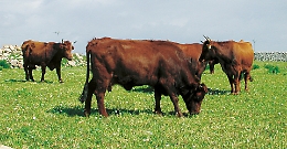 Bovini, a gestire il progetto sulla biodiversità delle razze siciliane sarà un'associazione di Udine!