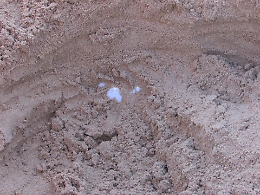 Nuovo nido di Caretta Caretta nella spiaggia della Riserva Naturale di Torre Salsa