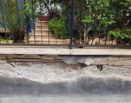 Palermo, falco pellegrino ferito a colpi di pietra