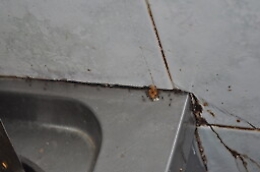 Cibi non tracciabili e scarsa igiene, tre locali sanzionati ad Aci Trezza