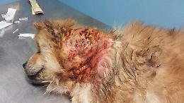 Palermo, abbandonano cagnetta e le tagliano il collo per rimuovere il microchip