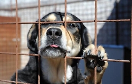 A soqquadro cantiere del canile municipale di Palermo: si segue pista racket
