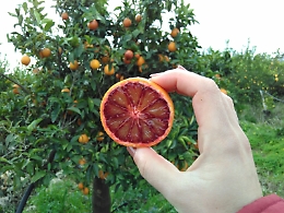 &laquo;Falso boom del bio in Sicilia, escamotage per avere fondi Ue&raquo;