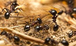 "Taglia-incolla" Dna modifica comportamento delle formiche