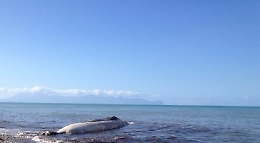 Carcassa di capodoglio trovata lungo la spiaggia a Gela
