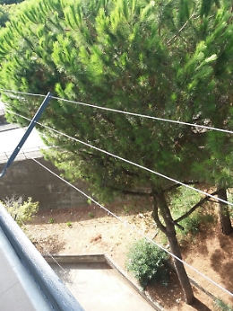 Catania, a Monte Po il verde pubblico dimenticato. e gli alberi pericolanti arrivano fin dentro casa