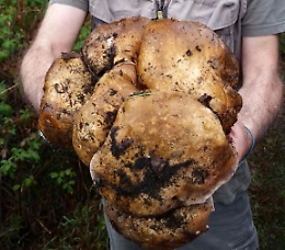 Fungo da record: ho trovato un boletus aereus di oltre 4 chili