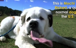 Cani, Mochi e la sua lingua da record