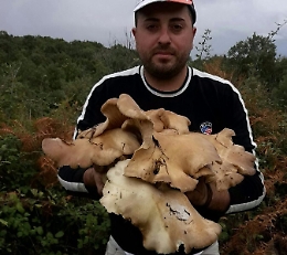 Sono un appassionato di funghi e ho trovato un splendida famiglia di Pleurotus del peso di 5,6 kg