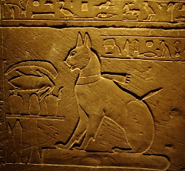 Scoperto a Berenice,  in Egitto, antico cimitero di gatti