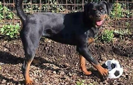 Gwen è scomparsa da Acireale: aiutateci a ritrovarla