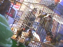 Palermo, la denuncia del Cabs: «Fauna selvatica protetta in vendita al Ballarò»