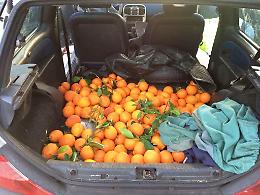 Catanesi in trasferta per rubare in agrumeto a Ramacca: presi