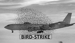 Bird strike in un aereo in volo da Palermo: resti degli uccelli sulla pista