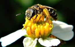 Domenica 12 aprile al parco con &ldquo;Amici delle api, amici del pianeta&rdquo;