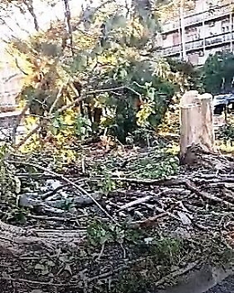 Catania, capitozzatura in Piazza Croce Rossa Italiana