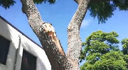 Catania, "incubo verde"
in un istituto scolastico: &laquo;Fogliame e radici invadenti e persino rami che cadono...&raquo;