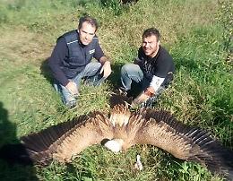 Noto, salvato un giovane esemplare di grifone