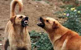 Gela, branco di randagi attacca custode sito archeologico: disposta chiusura