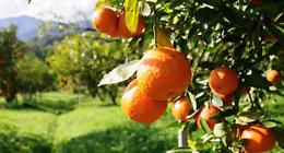 Cattolica Eraclea, rubati 100 quintali di arance