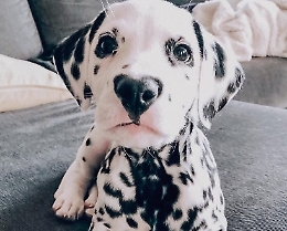 Wiley, star del web con quel nasino "irresistibile"