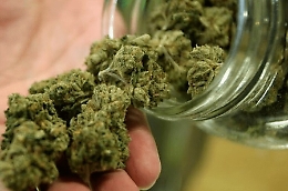 La Cassazione: la cannabis light è lecita e la legge non ne vincola l'uso