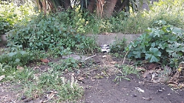 San Gregorio: appello all'amministrazione comunale per risanare il territorio di Cerza