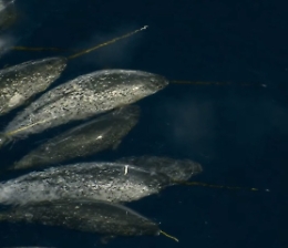 Unicorni di mare, le creature pi&ugrave; strane e misteriose della terra