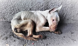 Lasciato senza acqua e cibo, cane Gibby non ce l'ha fatta