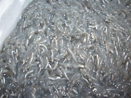 Catania, pesca del bianchetto sotto costa: multe e sequestri