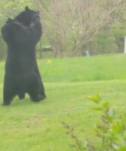 New Jersey, si affaccia in giardino e trova due orsi: ecco cosa fanno