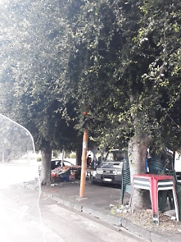 Catania: semaforo coperto da albero in Piazza Eroi d'Ungheria
