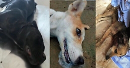 Petizione per fermare la strage di cani randagi in Sicilia