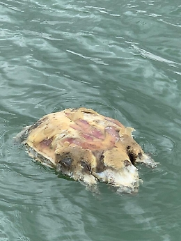 Scoglitti: tartaruga marina rinvenuta morta per aver ingerito della plastica