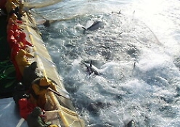 Il decreto "leghista" che taglia le quote tonno in Sicilia, Castiglione: «Mollo tutto»