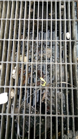 Catania: caditoia otturata, rischio epidemia.